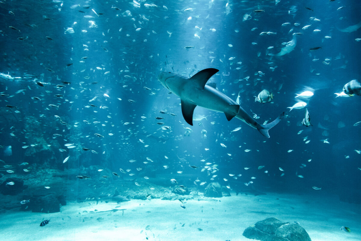 requin gris dans un aquarium