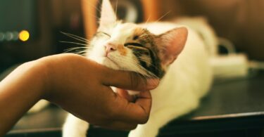 un chat blanc et gris